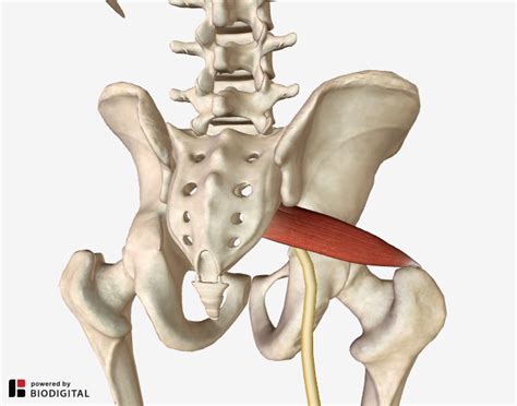 The hip muscles include pelvic and groin muscles. Tight Muscles In Lower Back And Hip Area / 15 Easy ...