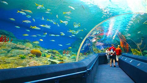 Trải Nghiệm ở Công Viên đại Dương Underwater World Tại Singapore Địa