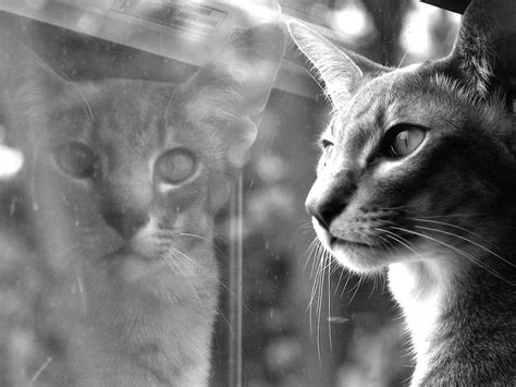 Cat Looking Out A Window With Reflection Richard Fortner