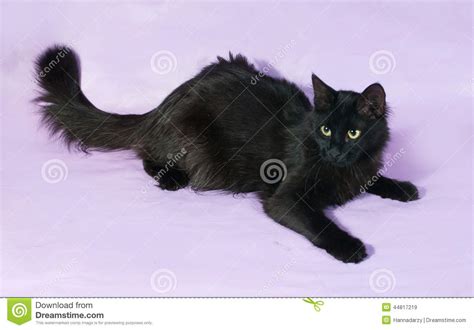 Black Fluffy Cat With Green Eyes Lying On Purple Stock