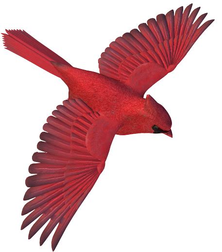 Download Birds Png Images Northern Cardinal Png Image With No