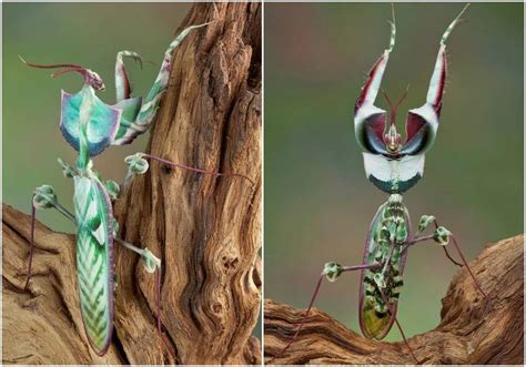 9 Of The Most Absurd Looking Mantis Species Weird Insects Praying