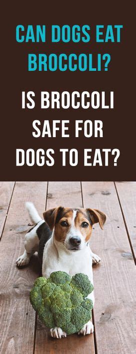 Warming up some baby food, for instance, can perk up the appetite of a senior dog who no longer can smell or taste dry or cold food as before. Can #Dogs Eat Broccoli: Raw or Cooked? Is Broccoli Safe ...