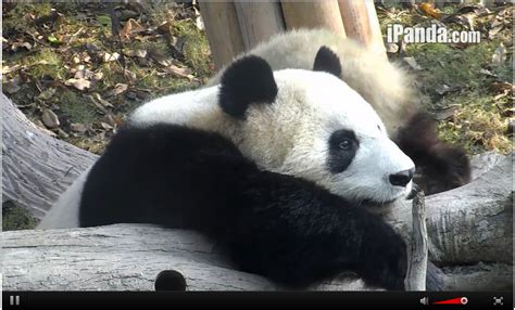 9 Moments When The Pandas On Chengdus Panda Cam Were Too Cute To Handle