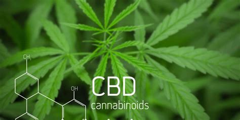 Cbd Todo Lo Que Necesita Saber Sobre El Cannabidiol Cannabis Actualidad