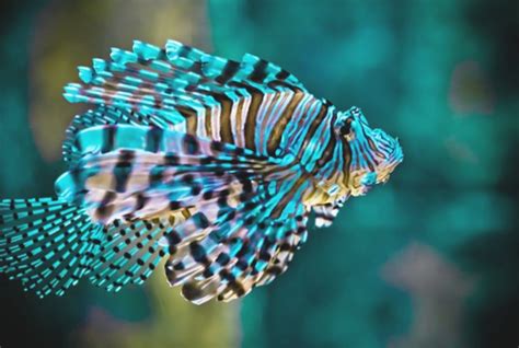 Tropical Fish Beautiful Sea Creatures Pinterest