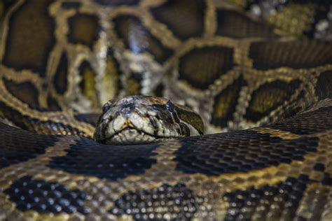 Indonesian Woman Swallowed By 23 Foot Long Python Near Her Garden Ny