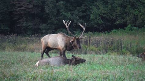 Bugling Bull Elk Mother And Baby Elk Youtube