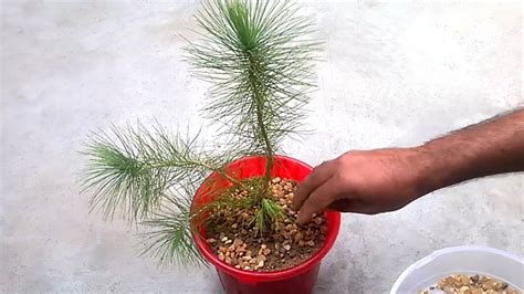How To Grow A Pine Tree