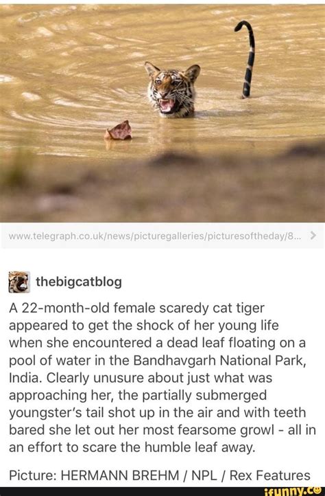 A 22 Month Old Female Scaredy Cat Tiger Appeared To Get The Shock Of