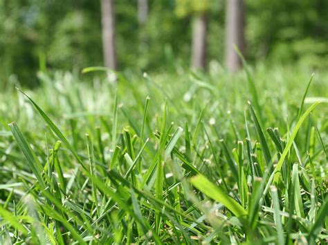 Invasive Bermuda Grass