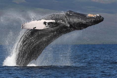 How To Get The Shot Of A Lifetime Maui Whale Watching