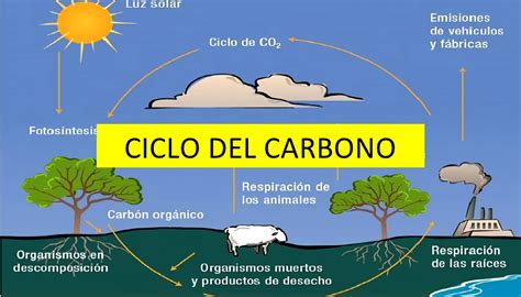 Ciclo Del Oxigeno Dibujo Infoupdate Org