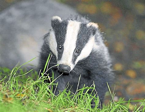 Anger As Badger Cull Extended To Staffordshire Express And Star