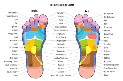 Foot Reflexology Chart Download Scientific Diagram
