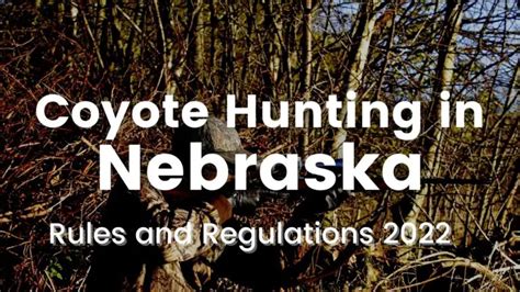 Coyote Hunting In Nebraska Rules And Regulations 2023 2024 Coyotehunting
