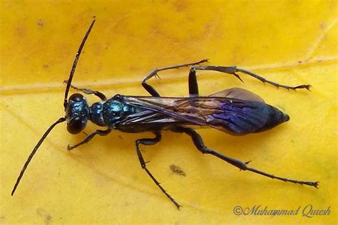 Blue Mud Dauber Wasp Nature Cultural And Travel Photography Blog
