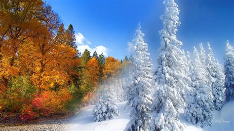 Fall Winter Autumn Colorful Sky Collage Trees Bright Woods Forest Snow