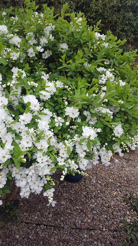 Small globular bright red berry in dense erect spikes 4 to 8 inches tall twig. Can anyone identify this pretty white flowered bush please ...