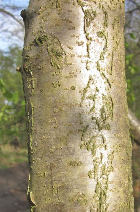 Bark - Tree Guide UK Bark used for tree identification