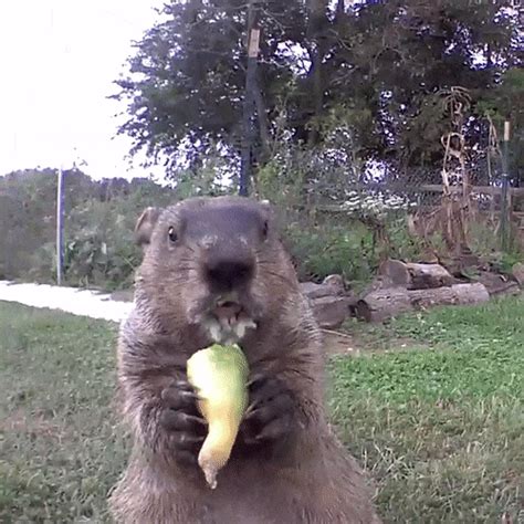 Groundhog Steals Farmers Crop Eats It In Front Of His Security Camera