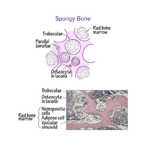 Bone Marrow Histology Labeled
