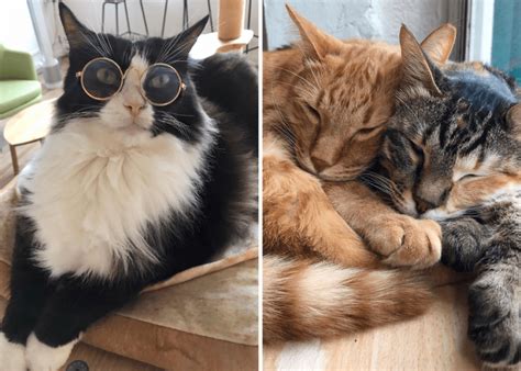 5 Fun Cat Cafes In Singapore For Coffee And Cute Kitties Honeycombers