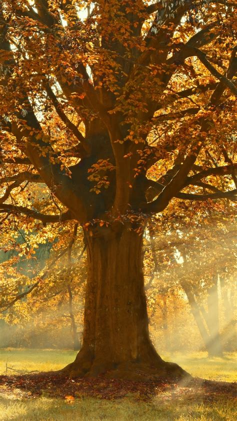 640x1136 Autumn Rays Of Light Trees 5k Iphone 55c5sse Ipod Touch Hd