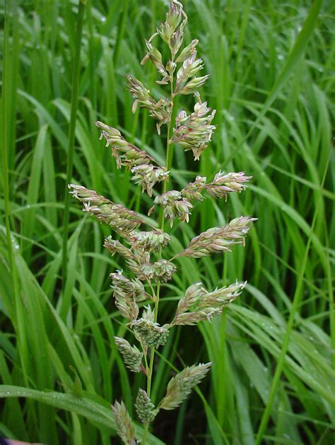 Phalaris Arundinacea Reed Canary Grass Go Botany
