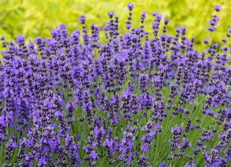 These plants for bees are native and easy to grow! 10 Flowers That Attract Bees to Your Garden (With images ...