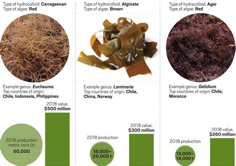 Seaweed Farming For Food And Fuels