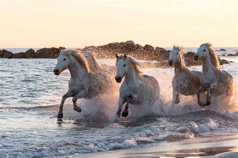 Wild White Horses In The Surf Of The Camargue Beaches News Natureslens