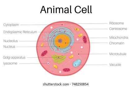Maybe you would like to learn more about one of these? animal: 9th Grade Simple Animal Cell Diagram