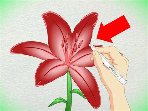 How To Draw A Stargazer Lily Rowwhole
