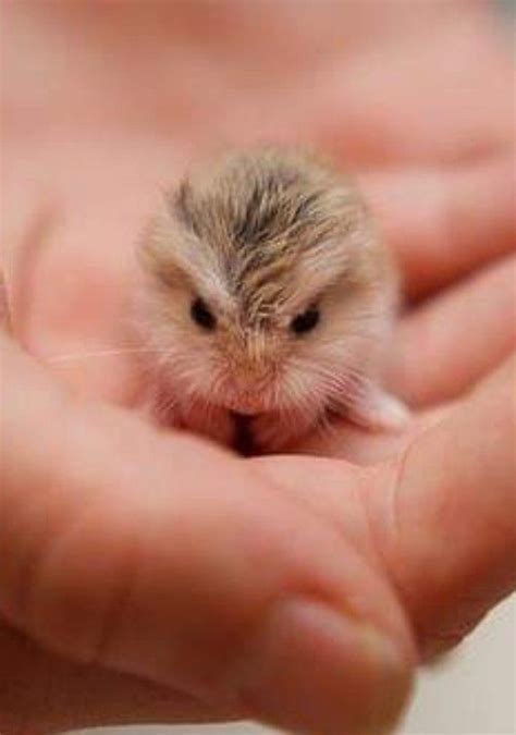 Pin By Lynn T On Photography Cute Hamsters Cute Baby Animals Robo