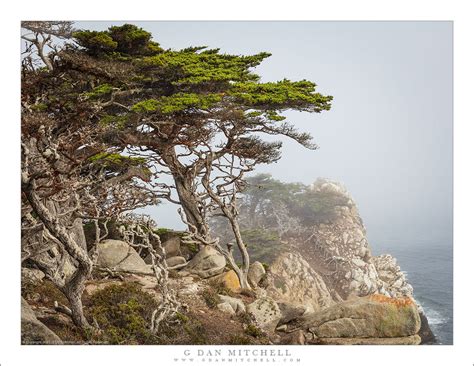 Cliffside Trees Fog G Dan Mitchell Photography