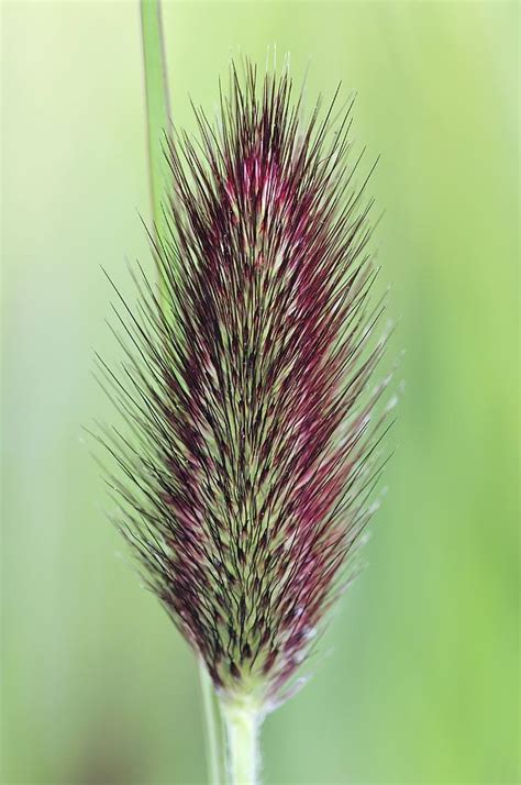Wild Fountain Grass Seed Head Photograph By Colin Varndell Fine Art
