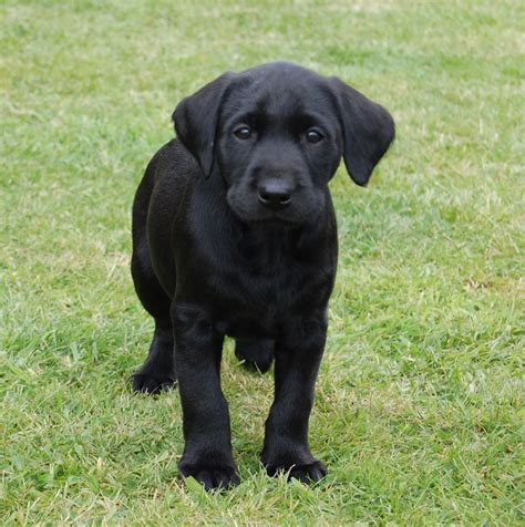 If you are coming from a long distance, you may want to visit the largest mall in ga while. Black Labrador Puppies for Sale | Carlisle, Cumbria ...