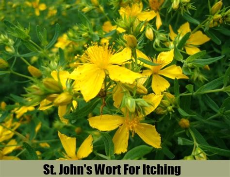 10 Herbal Remedies For Itching Best Treatment For Itching Search