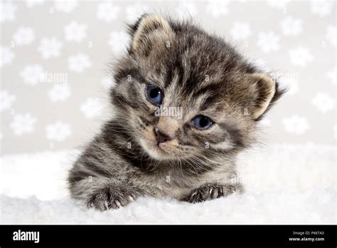 Cute Baby Kittens It S Hd Animals Funny Wallpapers Cute Baby Kittens