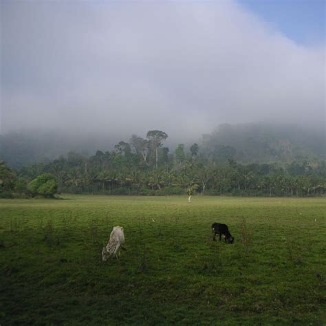 Unveiling The Wilderness A Comprehensive Exploration Of Periyar