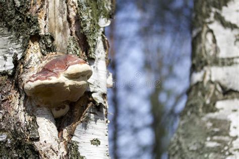 Wood Fungus Growing On A Birch Tree Stock Photo Image Of Plant