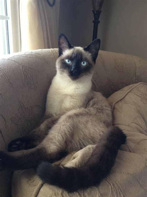 Best Images And Photos Ideas About Siamese Cat Most