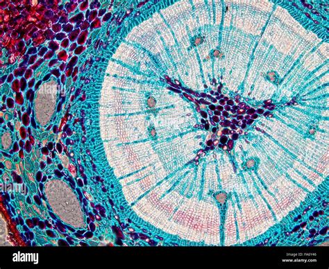 Microscopy Images Of Biological Tissue And Plant Tissue Stock Photo Alamy