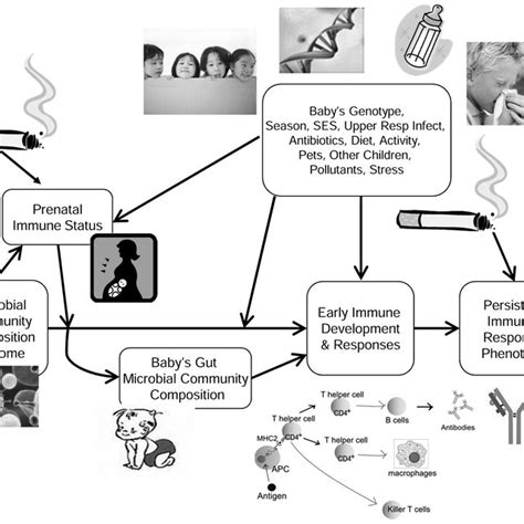 Pdf The Infant Gut Bacterial Microbiota And Risk Of Pediatric Asthma