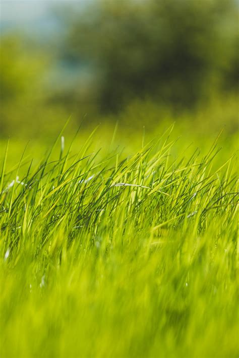 Why Grass Is More Than Grass Nature Friendly Farming Network