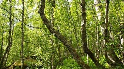 bbc earth discover how norway saved its vanishing forests