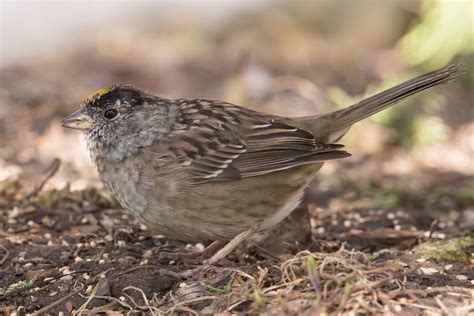 Golden Crowned Sparrow In Calumet County 4920 Jeremy Meyer Photography