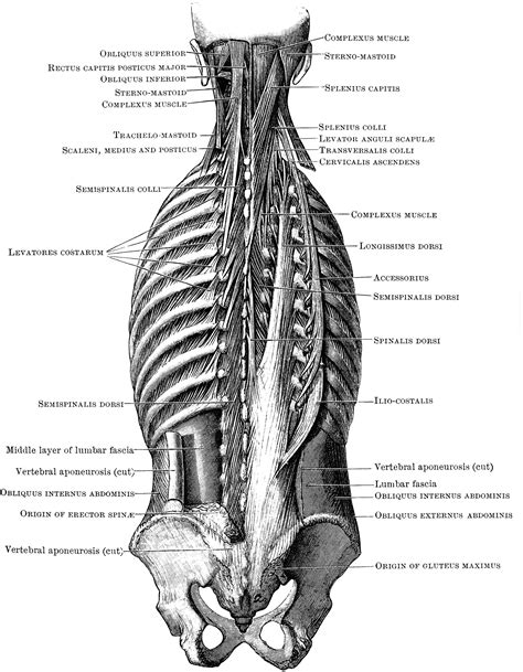 Human Back Muscles Diagram