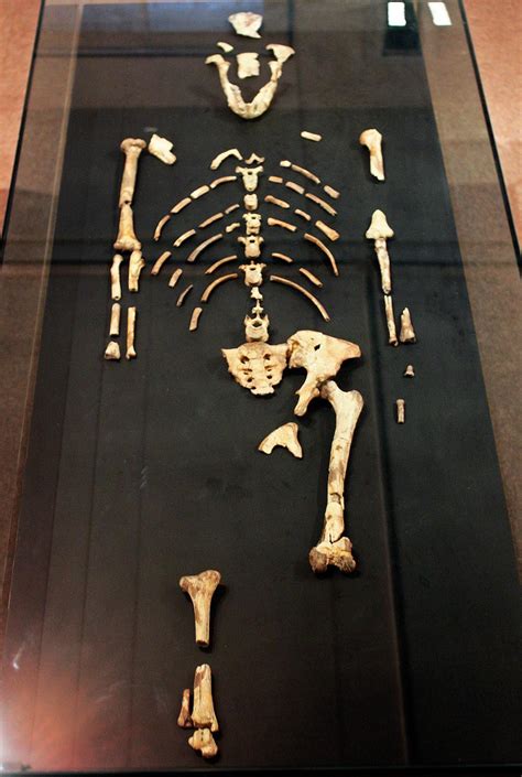 Lucy The Australopithecines Death Skyfall Or Tall Tale